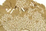 Ordovician Kukersite Oil Shale with Bryozoan Fossils - Russia #369577-1